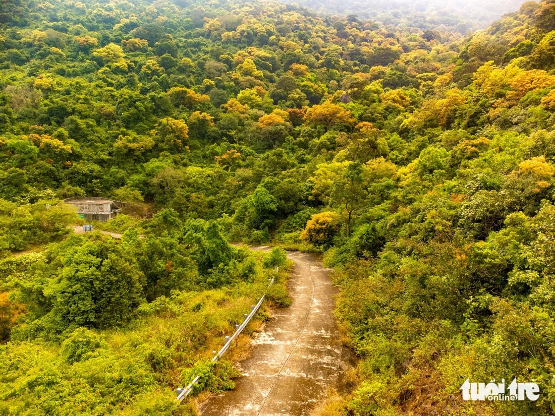 The yellow hue of changing leaves and blooming clusters of yellow flamboyant flowers blankets Son Tra Peninsula, Son Tra District, Da Nang City, central Vietnam. Photo: Tran Minh Tri
