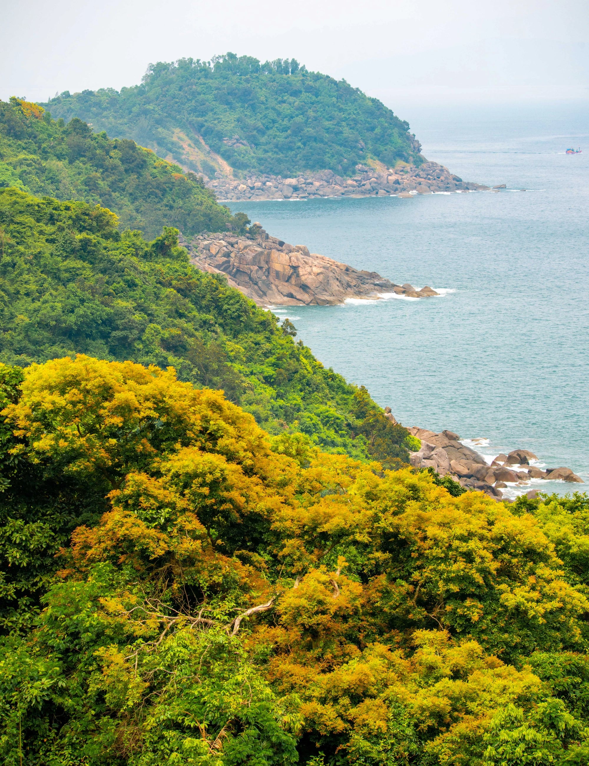 Part of Son Tra Peninsula in the yellow flamboyant blooming season. Photo: Tran Minh Tri