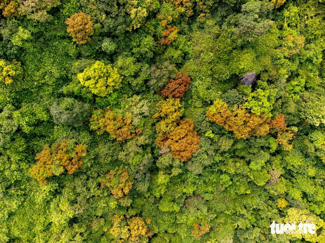 An aerial photo of a forest on Son Tra Peninsula, Son Tra District, Da Nang City, central Vietnam. Photo: Tran Minh Tri