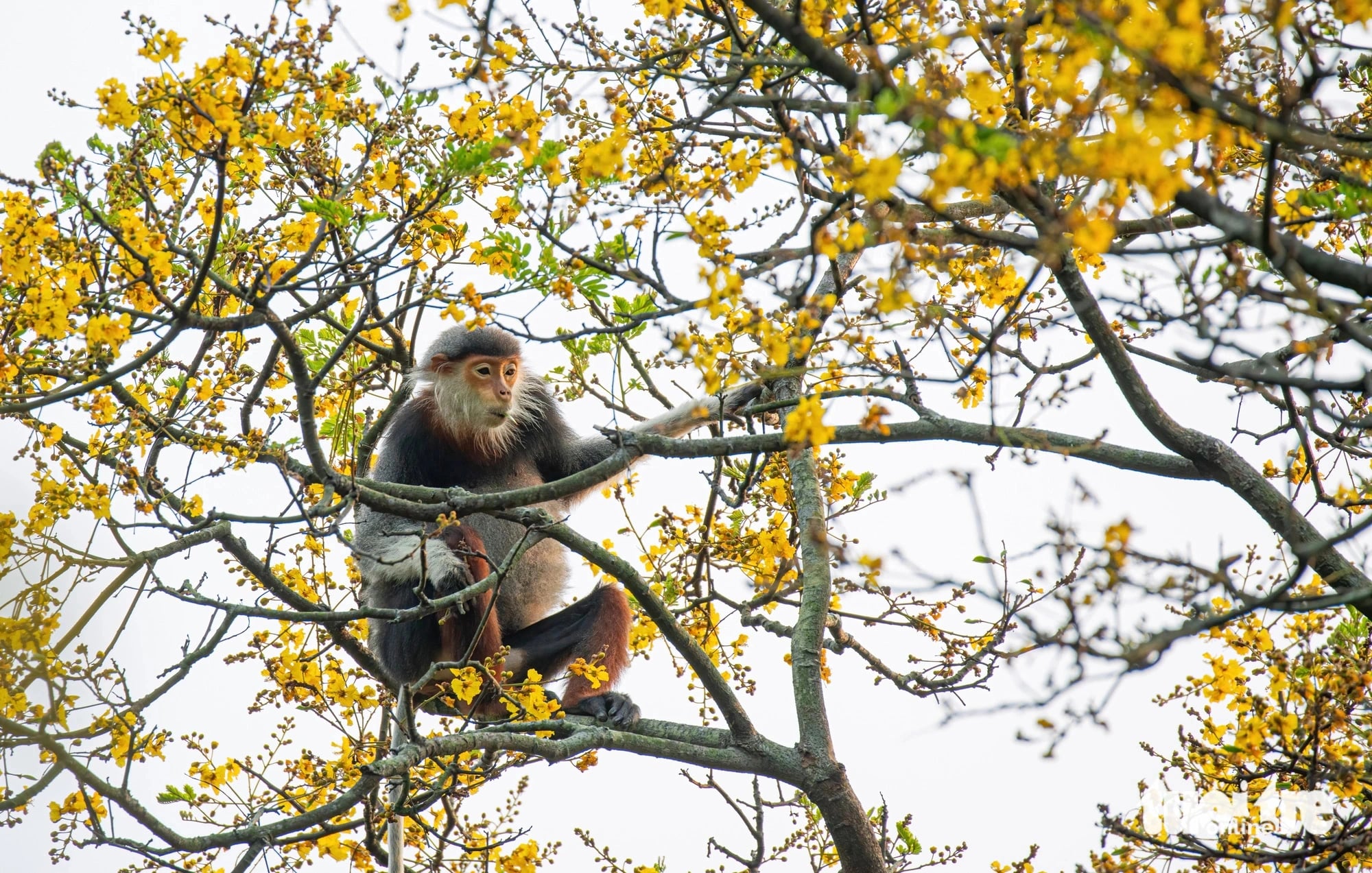 A red-shanked douc langur is spotted on a blossoming yellow flamboyant tree on Son Tra Peninsula, Son Tra District, Da Nang City, central Vietnam. Photo: Tran Minh Tri
