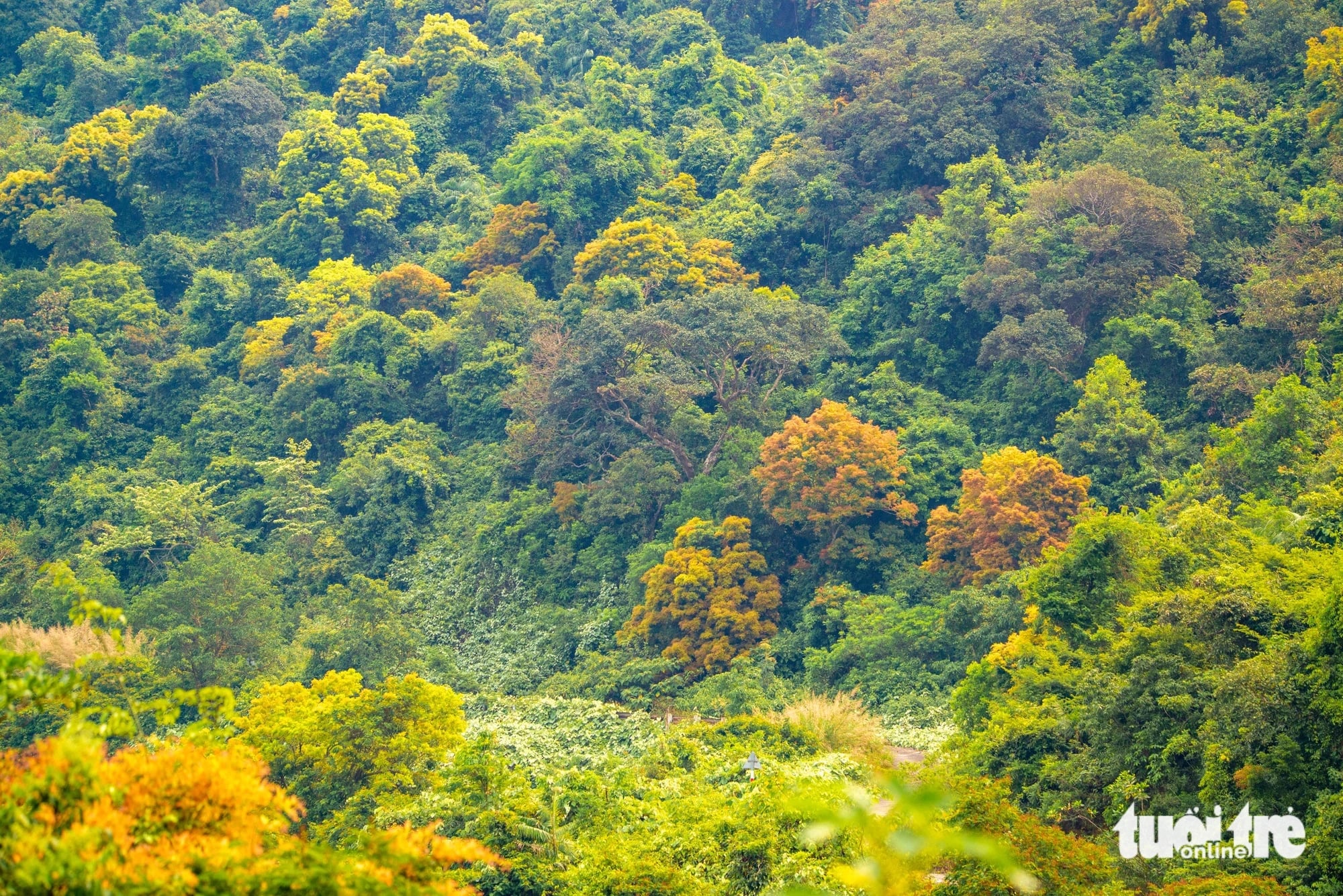Son Tra Peninsula, Son Tra District, Da Nang City, central Vietnam, is dotted with blooming yellow flamboyant flowers. Photo: Tran Minh Tri