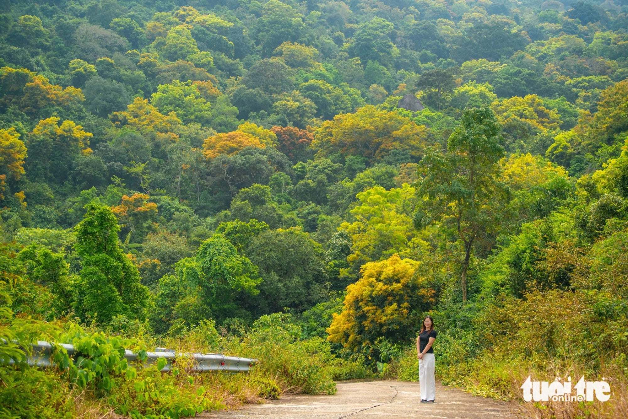 A tourist poses for a photo while visiting Son Tra Peninsula, Son Tra District, Da Nang City, central Vietnam in the yellow flamboyant blooming season. Photo: Tran Minh Tri