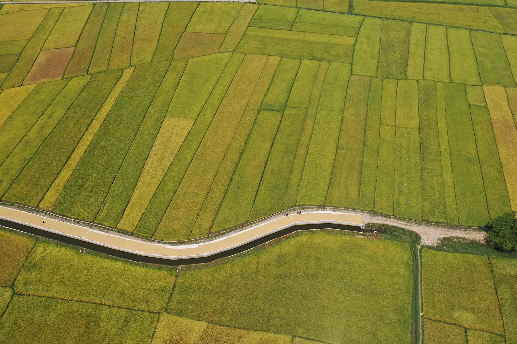 Paddy fields in Hoi An City, central Vietnam, are seen in a picture taken from above. Photo: B.D./Tuoi Tre
