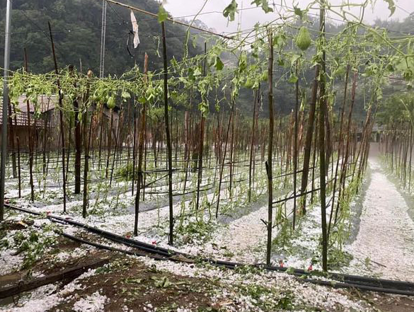 A freak hailstorm affects crops in Van Ho District, Son La Province, northern Vietnam. Photo: T. Thuy / Tuoi Tre