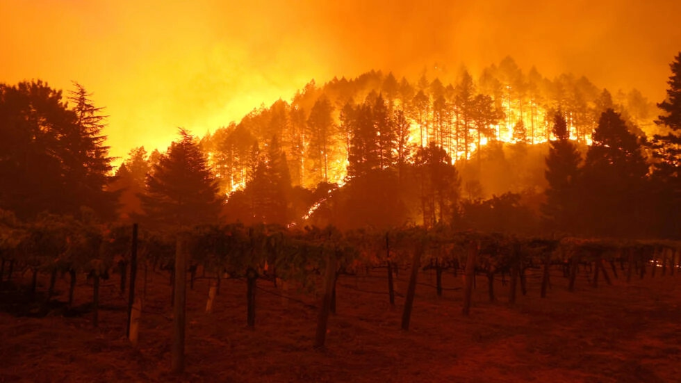 Chilean wines boom in Brazil as tariffs dampen US demand- Ảnh 1.