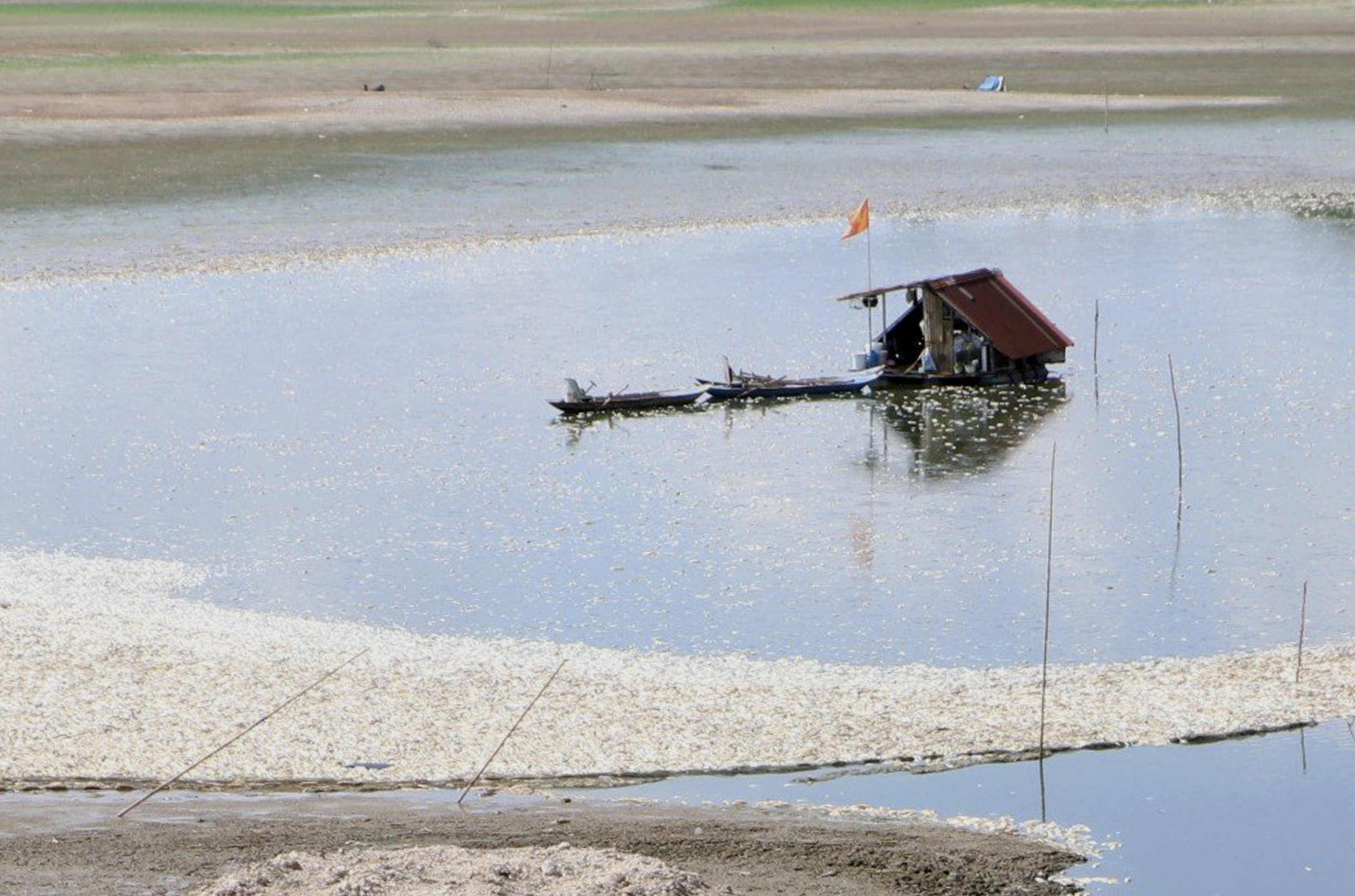 Fish go belly up in Song May Lake in Dong Nai Province, southern Vietnam. Photo: An Binh / Tuoi Tre