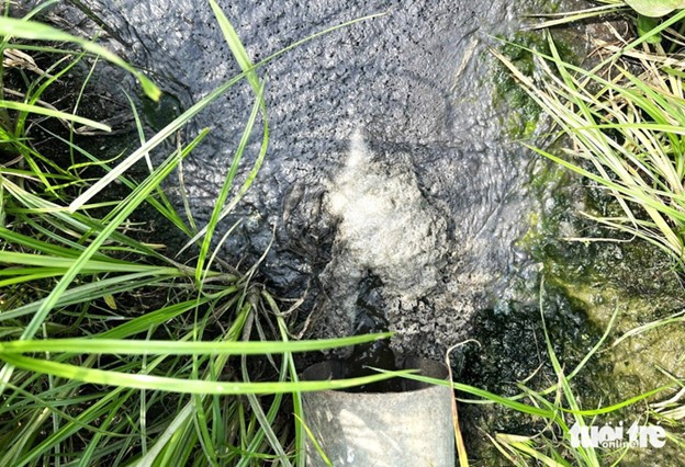 Local residents have complained about the issue for years but the local authorities have not punished the pig farm’s owner. Photo: Trung Tan / Tuoi Tre