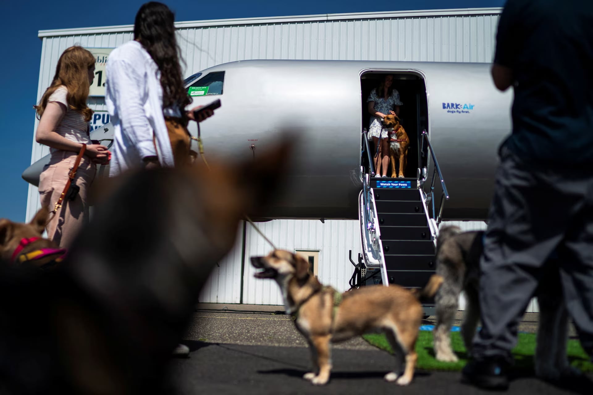 Dogs and handlers board a plane during a press event introducing Bark Air, an airline for dogs, at Republic Airport in East Farmingdale, New York, May 21. Photo: Reuters