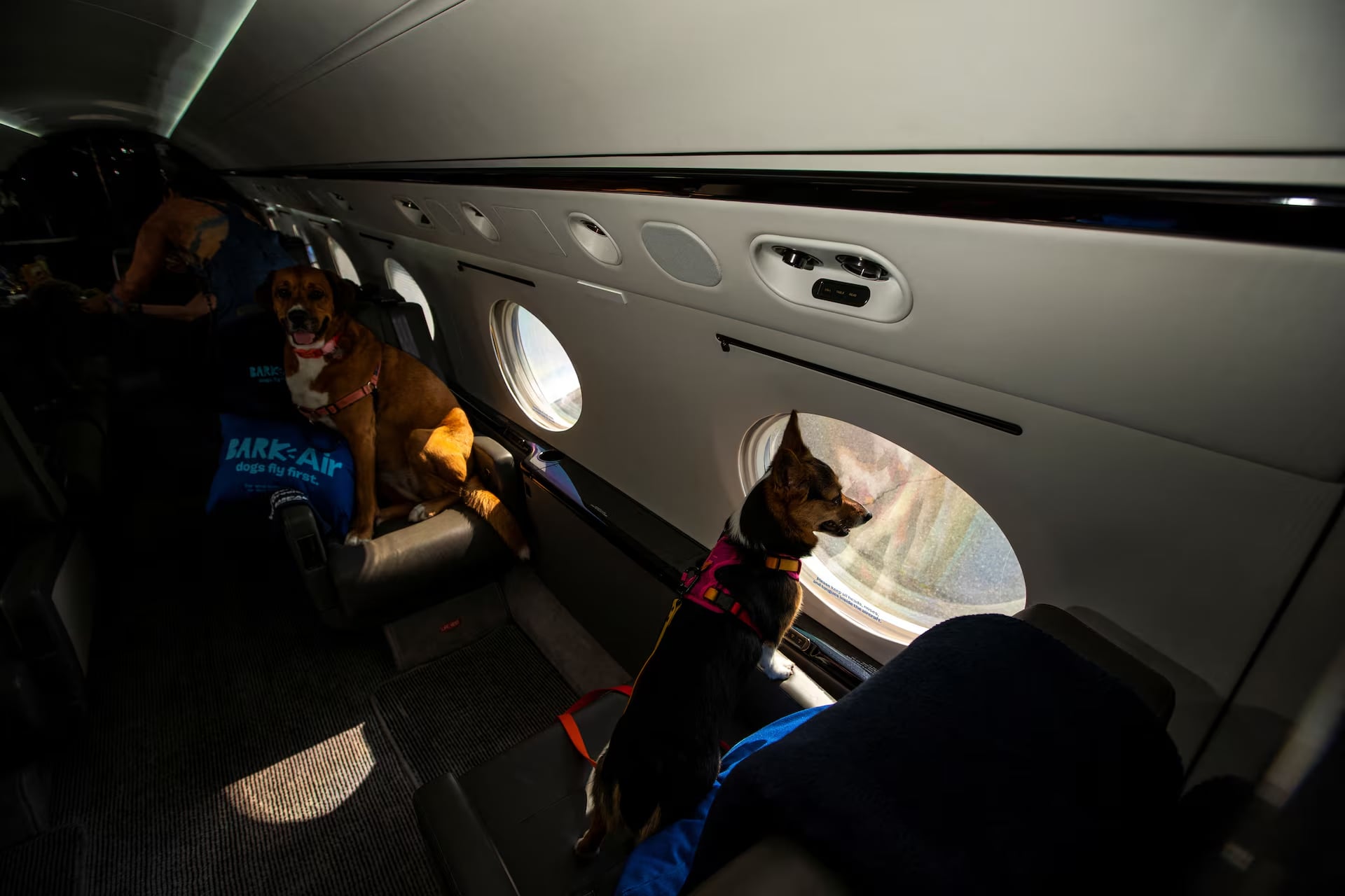 Private Jet Flying With A Dog In Cabin Jet Charter Best Dogs For