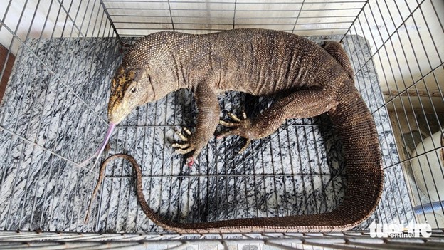 The clouded monitor that Truong Van Thuong handed over to the Ho Chi Minh City Forest Protection Department. Photo: Ngoc Khai / Tuoi Tre