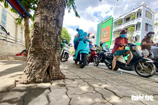 Trees whose trunks are some 20-30 centimeters in diameter have concrete covering their roots. Photo: Tien Quoc / Tuoi Tre