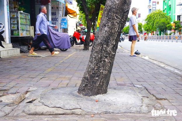 Many people wonder why concrete was poured over the roots of these trees. Photo: Tien Quoc / Tuoi Tre