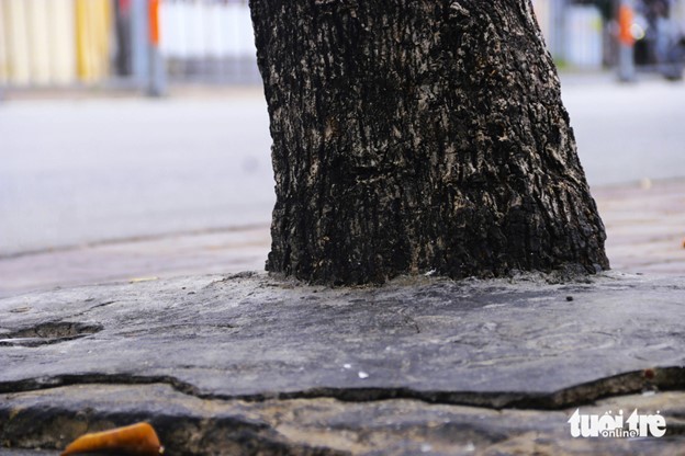 A large tree has its roots burst the concrete layer on Nguyen Thai Son Street in Go Vap District, Ho Chi Minh City. Photo: Tien Quoc / Tuoi Tre