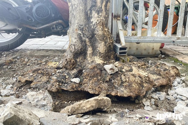 A tree foot is deformed after being covered by concrete for a long time. Photo: Tien Quoc / Tuoi Tre