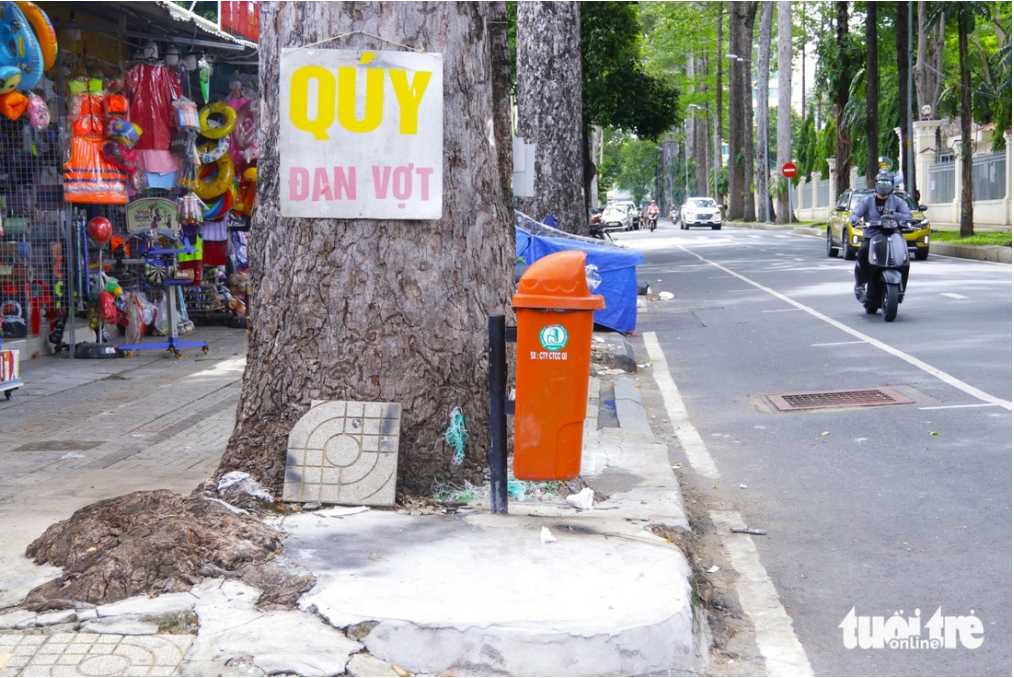 A large tree on Huyen Tran Cong Chua Street in District 1, Ho Chi Minh City has its roots covered with concrete and its trunk spiked with nails. Photo: Tien Quoc / Tuoi Tre