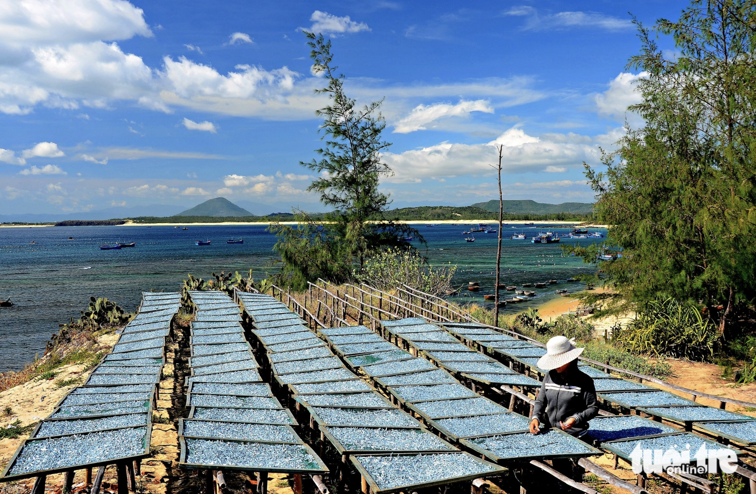 Anchovies are dried in the sun before being exported.