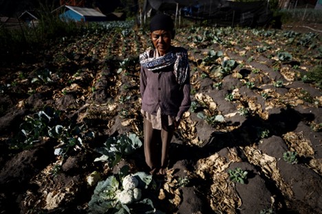 Asih stands among her damaged cabbage crops in Ngadirejo village, East Java, Indonesia, June 21, 2024. Photo: Reuters