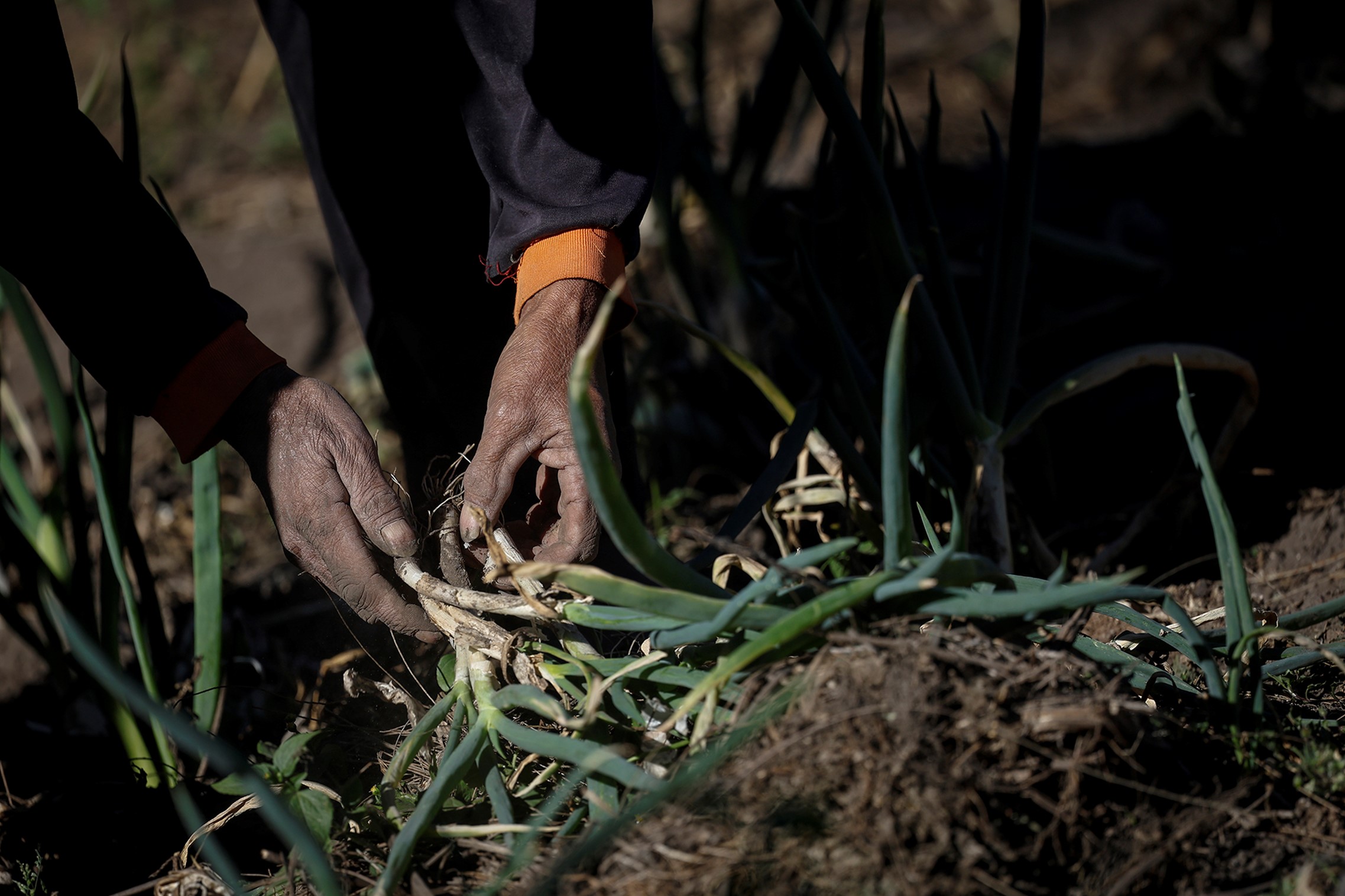 Irawan repairs his spring onion farm in Ngadisari village, East Java, Indonesia, June 19, 2024. Photo: Reuters