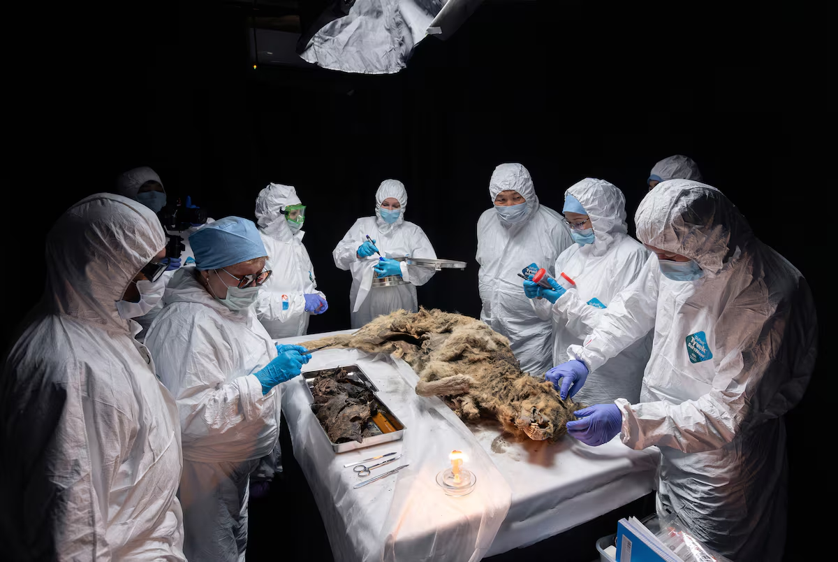 Scientists perform an autopsy of an ancient wolf, frozen in permafrost for more than 44,000 years and found by locals in Yakutia, at the laboratory of the North-Eastern Federal University in Yakutsk, Russia June 18, 2024. Michil Yakovlev/North-Eastern Federal University/Handout via Reuters