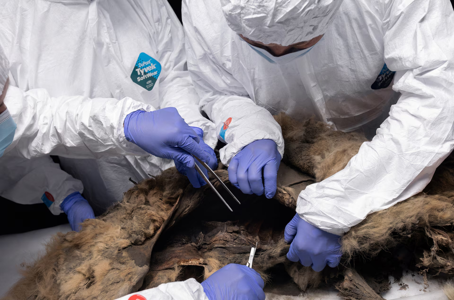 Scientists perform an autopsy of an ancient wolf, frozen in permafrost for more than 44,000 years and found by locals in Yakutia, at the laboratory of the North-Eastern Federal University in Yakutsk, Russia June 18, 2024. Michil Yakovlev/North-Eastern Federal University/Handout via Reuters