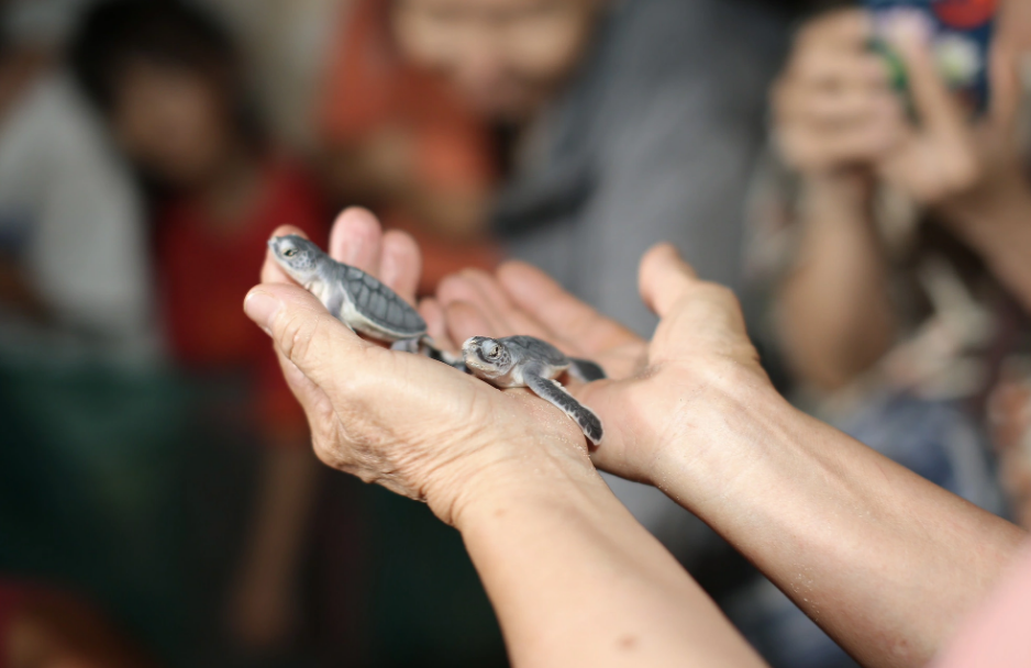 Locals help baby turtles access the ocean after they hatch from eggs. Photo: Xuan Sang / Tuoi Tre