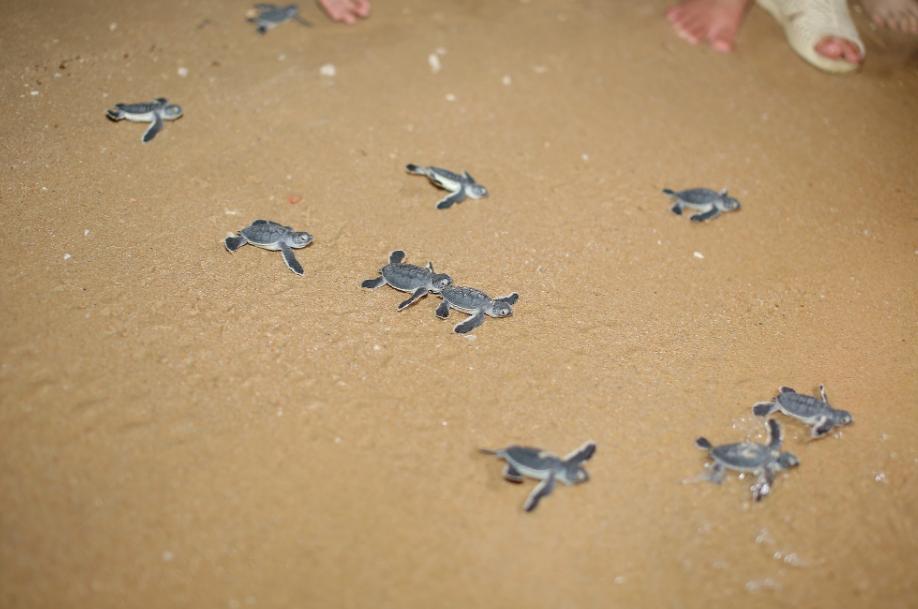 Dozens of hatchlings make their way into the ocean in Binh Dinh Province, south-central Vietnam. Photo: Xuan Sang / Tuoi Tre