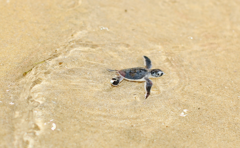 A newly-hatched turtle swims in the water off Binh Dinh Province. Photo: Xuan Sang / Tuoi Tre
