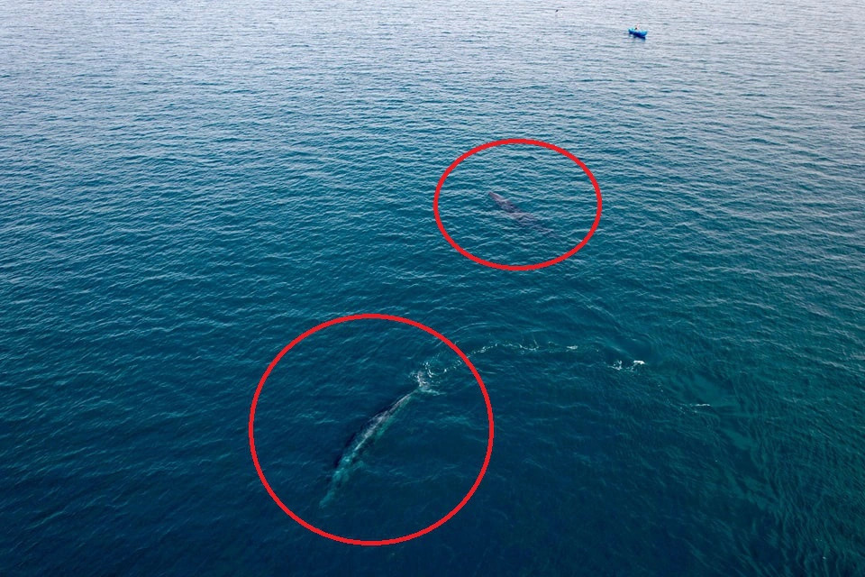Two whales are visible in the waters of Mai Nha Island in Phu Yen Province, south-central Vietnam on July 11, 2024. Photo: Thanh Vuong