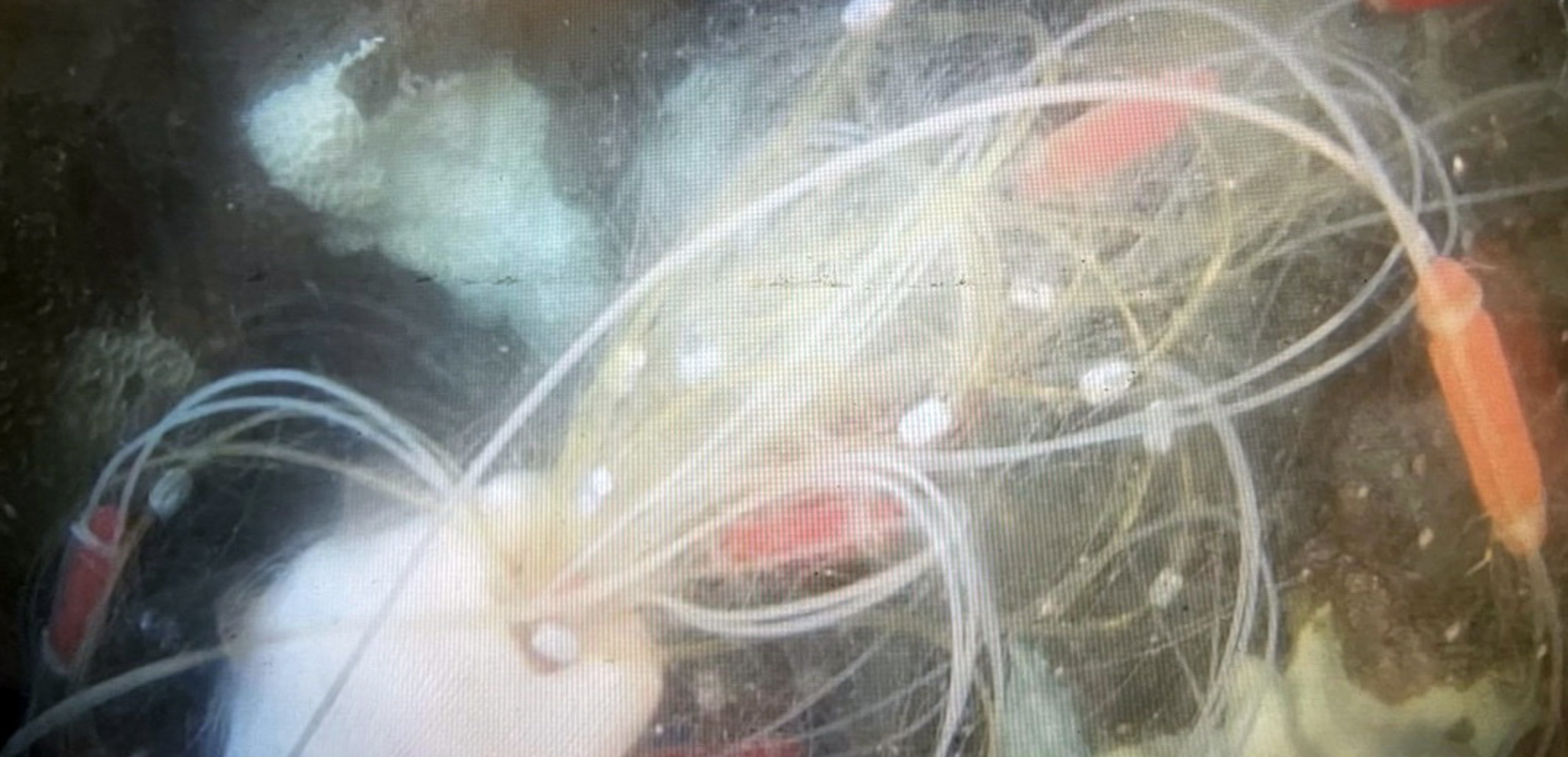 Pieces of fishing nets ensnared on a coral reef off Bay Canh Islet, Con Dao Island. Photo: Supplied