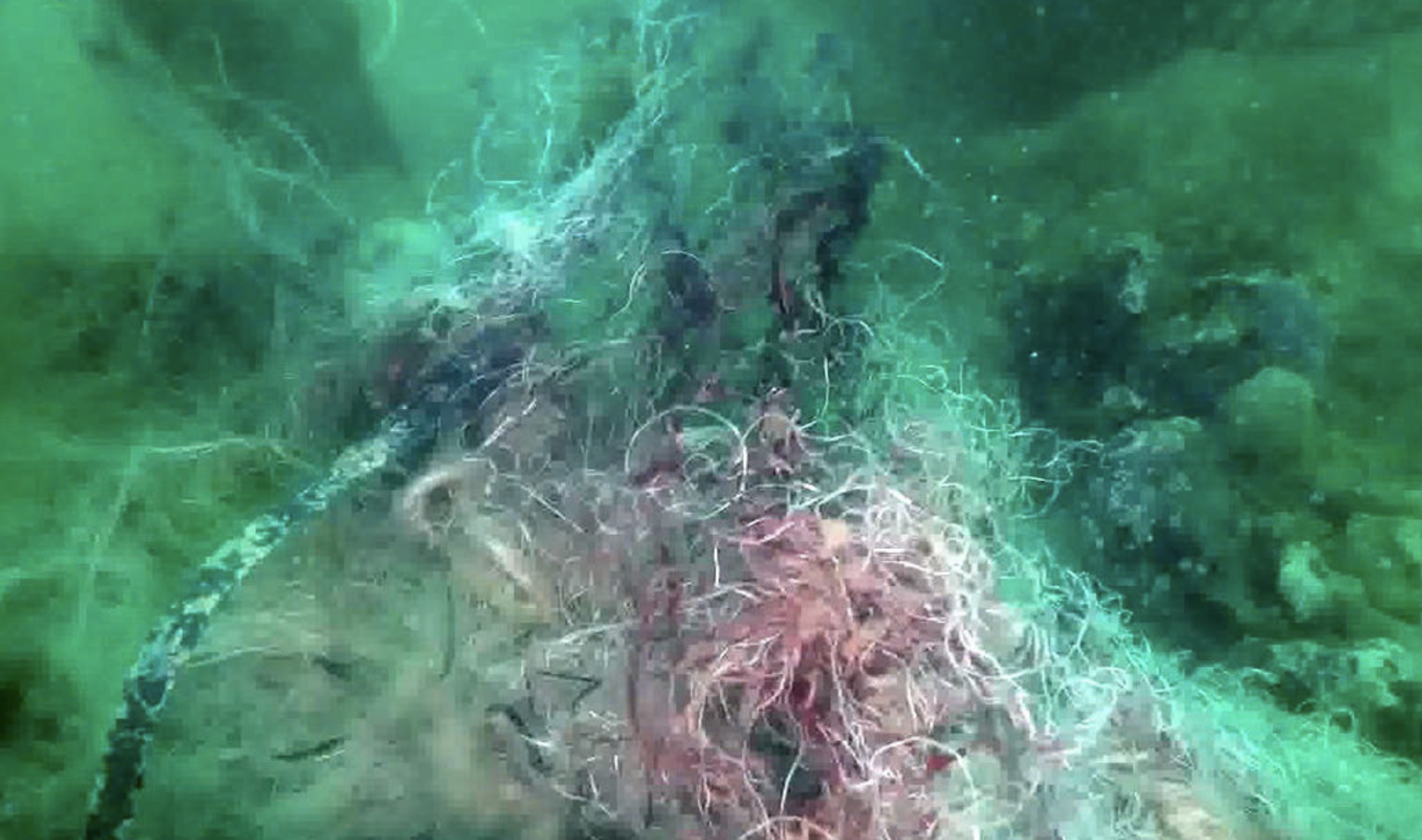 An abandoned fishing net trapped on a coral reef off Con Dao Island. Photo: Supplied