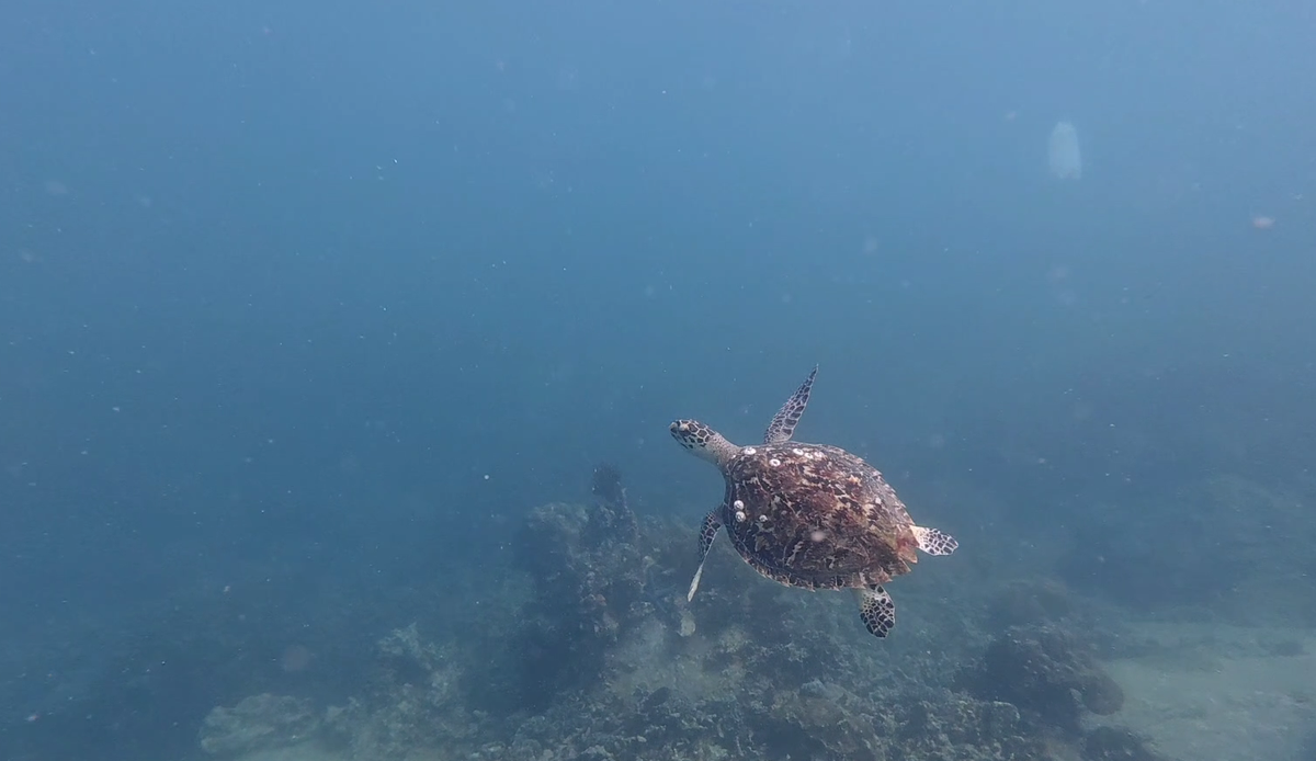 Endangered green sea turtle returns to Vietnamese island to lay eggs - Ảnh 3.