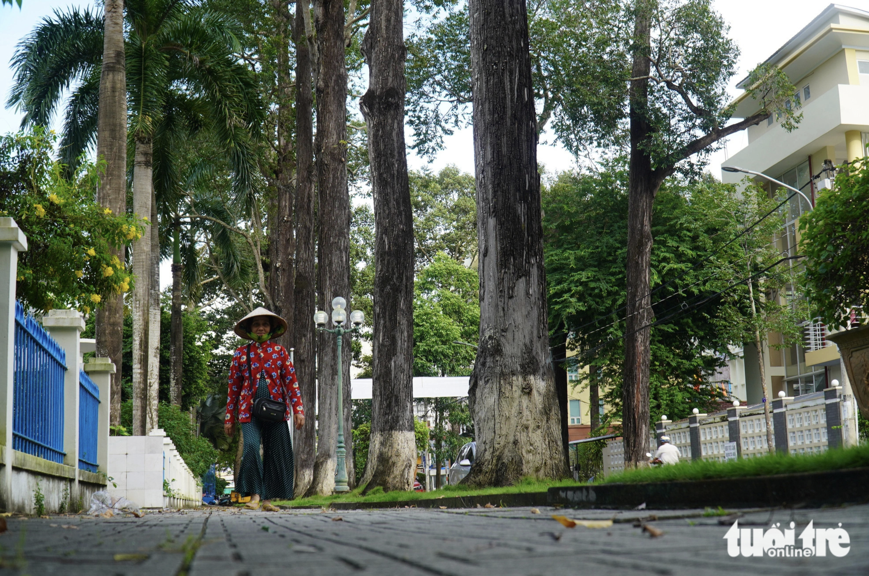 Lai Cam Nhung, who has resided in Tra Vinh City under Tra Vinh Province, southern Vietnam for 63 years, shares that she did not leave the place for another for work due to the appeal of century-old trees in the city. Nhung is pictured walking along a pavement in the shade of trees. Photo: Mau Truong / Tuoi Tre