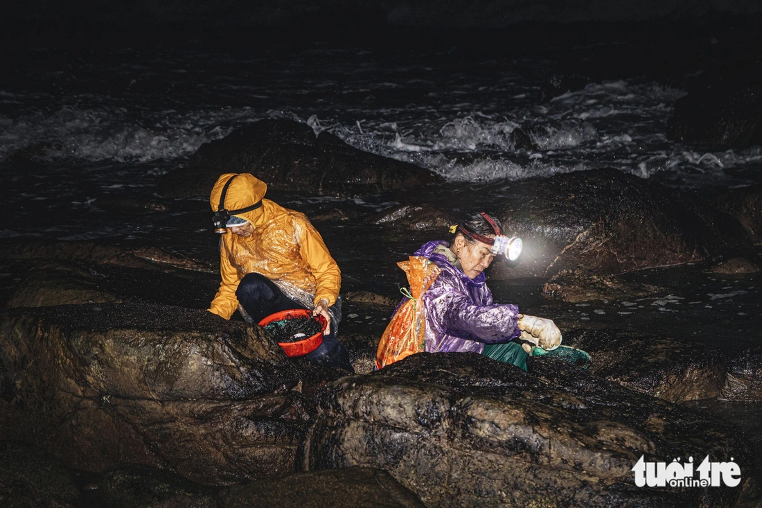 From 1:00 am, many residents in the Nam O fishing village in Da Nang City, central Vietnam, begin collecting Porphyra seaweed.