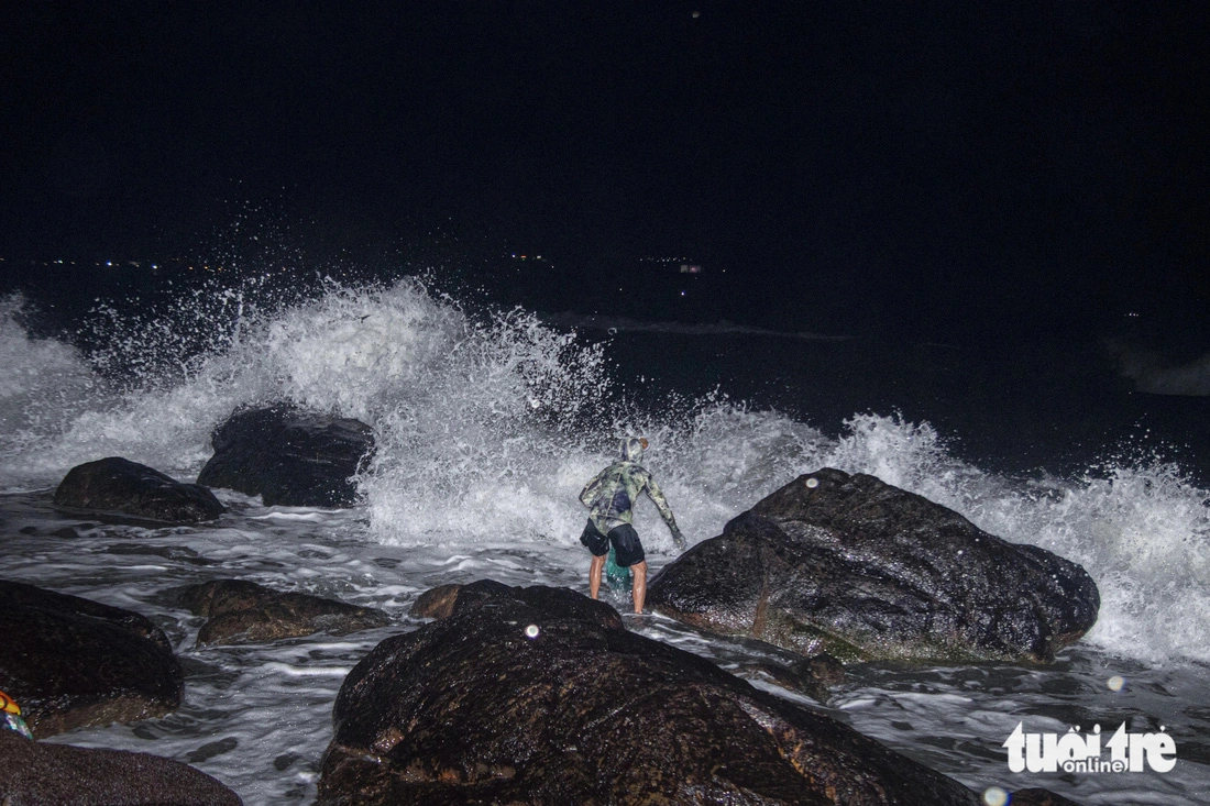 Big waves can sweep Porphyra seaweed collectors away. Photo: Thanh Nguyen / Tuoi Tre
