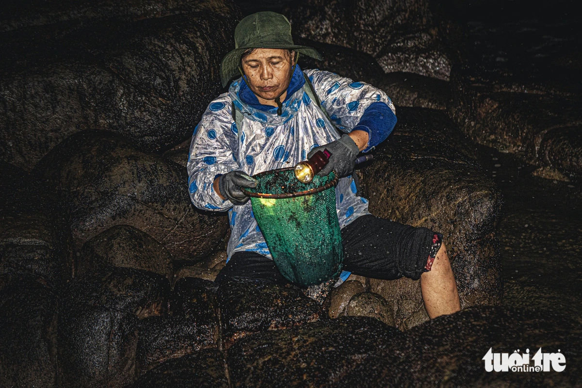 A person can harvest two to four kilograms of fresh Porphyra seaweed which costs VND200,000 ($7.9) per kilogram. Photo: Thanh Nguyen / Tuoi Tre