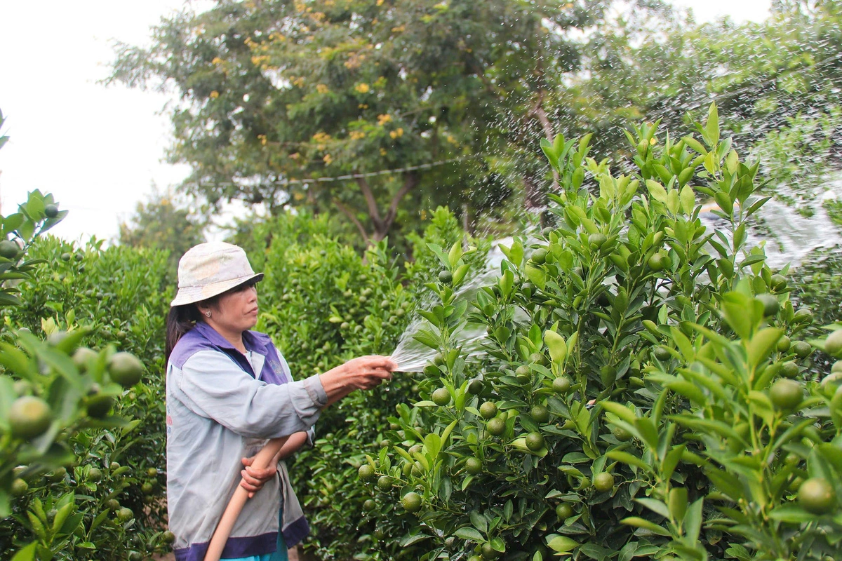 A farmer waters kumquat trees in Cam Ha Commune, Hoi An City, Quang Nam Province, central Vietnam. Photo: Thanh Thuy / Tuoi Tre