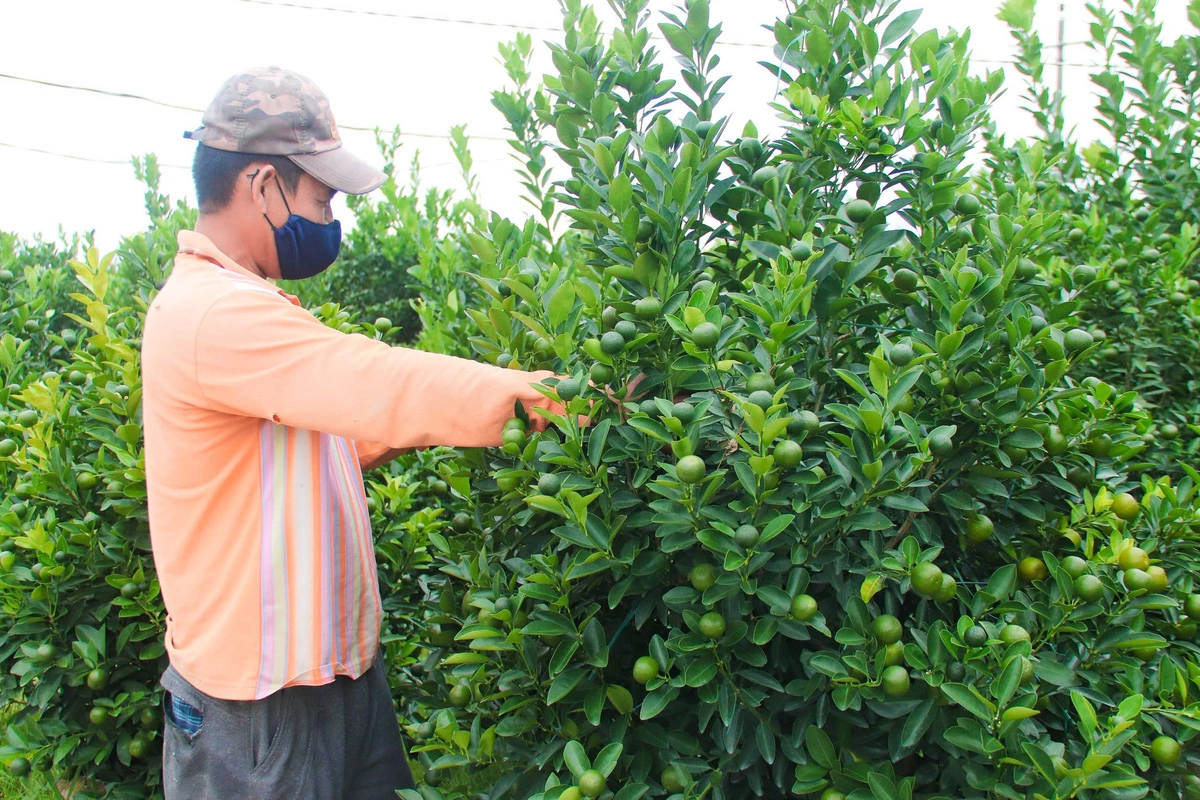 A farmer trims kumquat trees in Cam Ha Commune, Hoi An City, Quang Nam Province to have beautiful kumquat trees for supply to the market. Photo: Thanh Thuy / Tuoi Tre