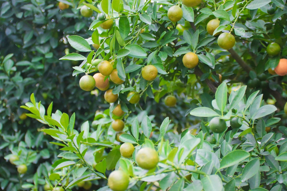 Most kumquat trees in Cam Ha Commune, Hoi An City, Quang Nam Province are fruitful thanks to favorable weather conditions this year. Photo: Thanh Thuy / Tuoi Tre