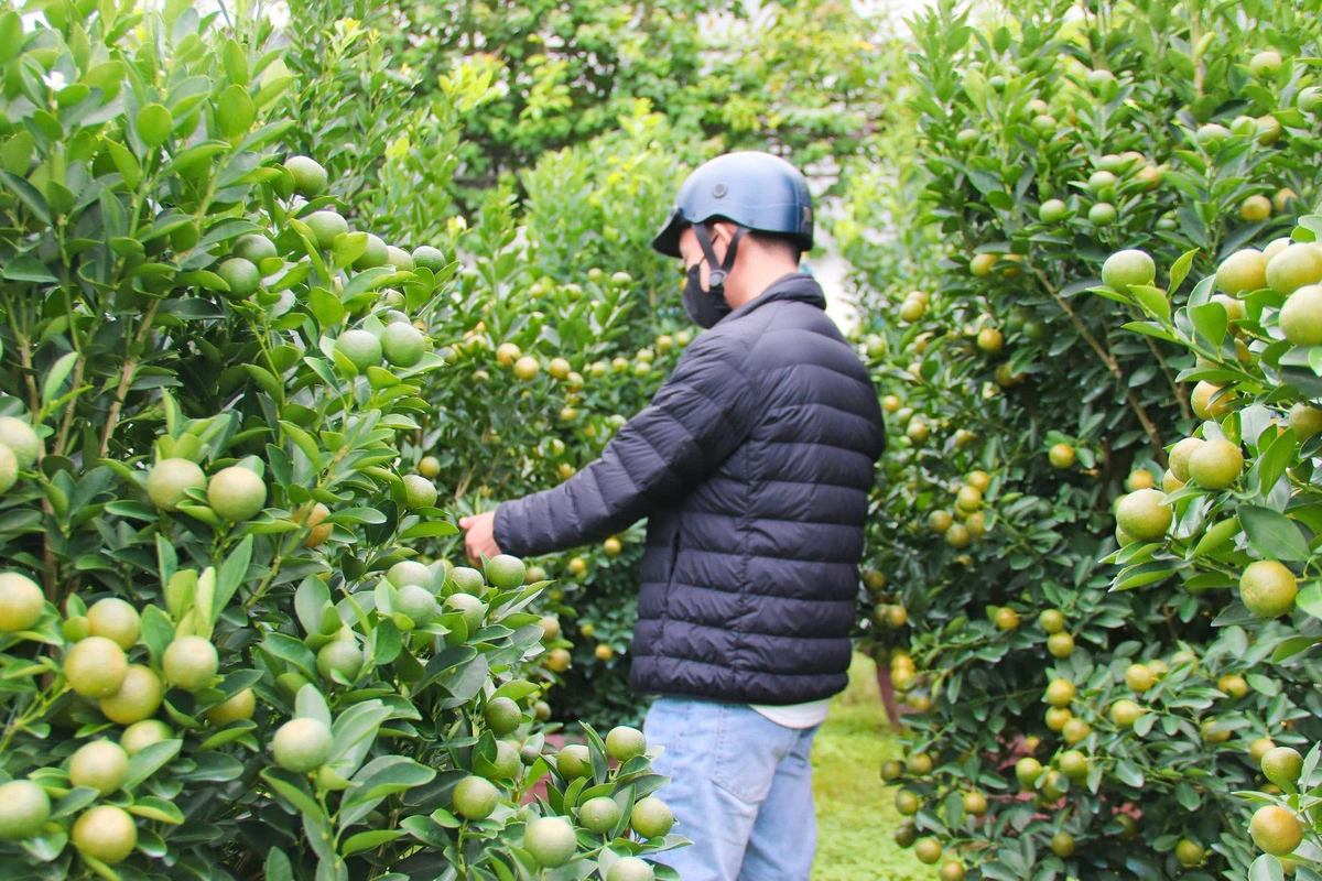 Traders have ordered most of the kumquat trees in Cam Ha Commune, Hoi An City, Quang Nam Province. Photo: Thanh Thuy / Tuoi Tre
