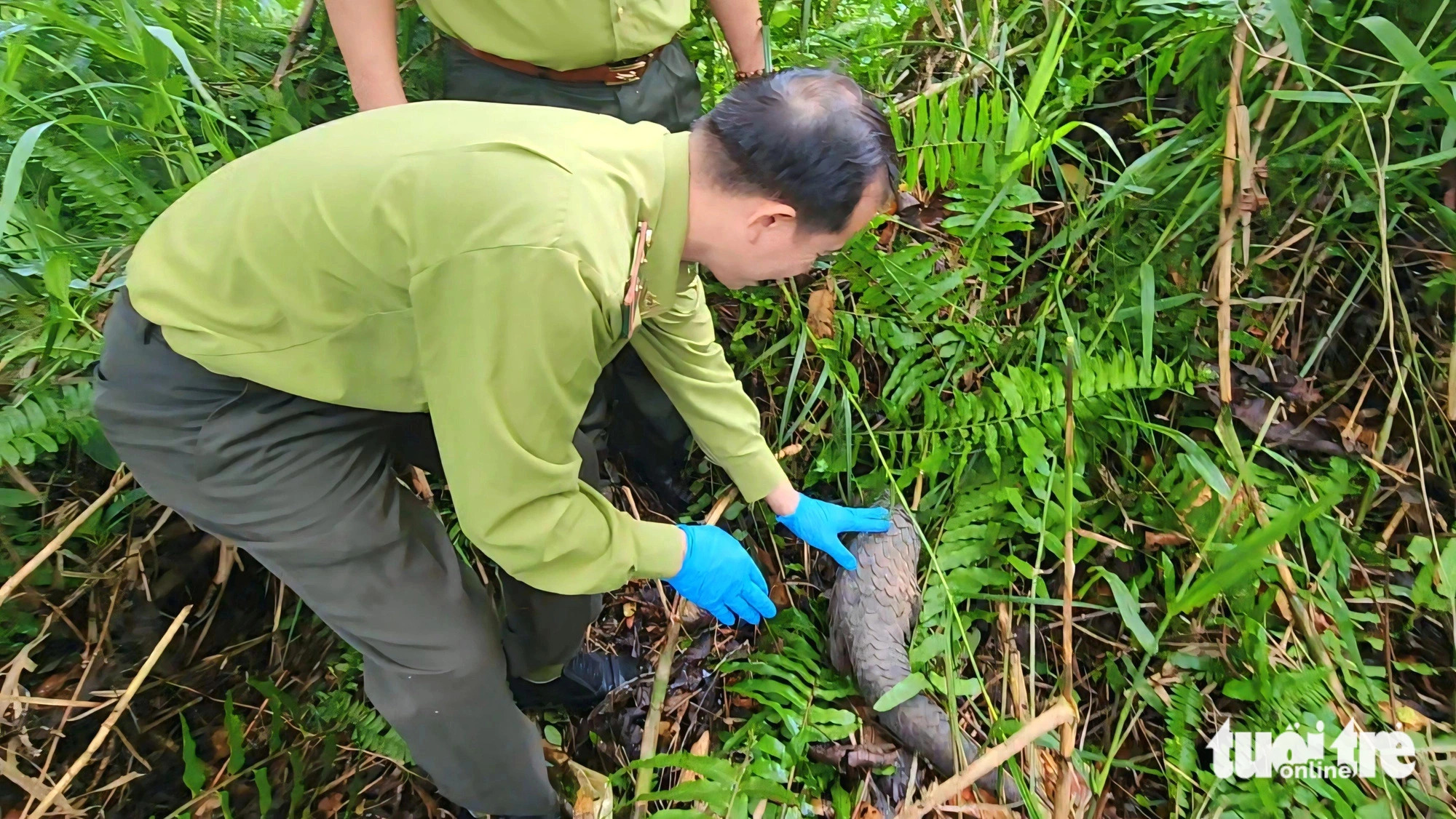 Shortly after being released into U Minh Thuong National Park, the Javan pangolin quickly crawled into dense bushes. Tran Minh Triet, principal of Nguyen An Ninh Secondary School, expressed his happiness after learning that the pangolin he handed over to forest rangers remains healthy and had been released into the wild. Triet shared that the school would continue educating students and parents about wildlife protection. Photo: Ngoc Khai / Tuoi Tre