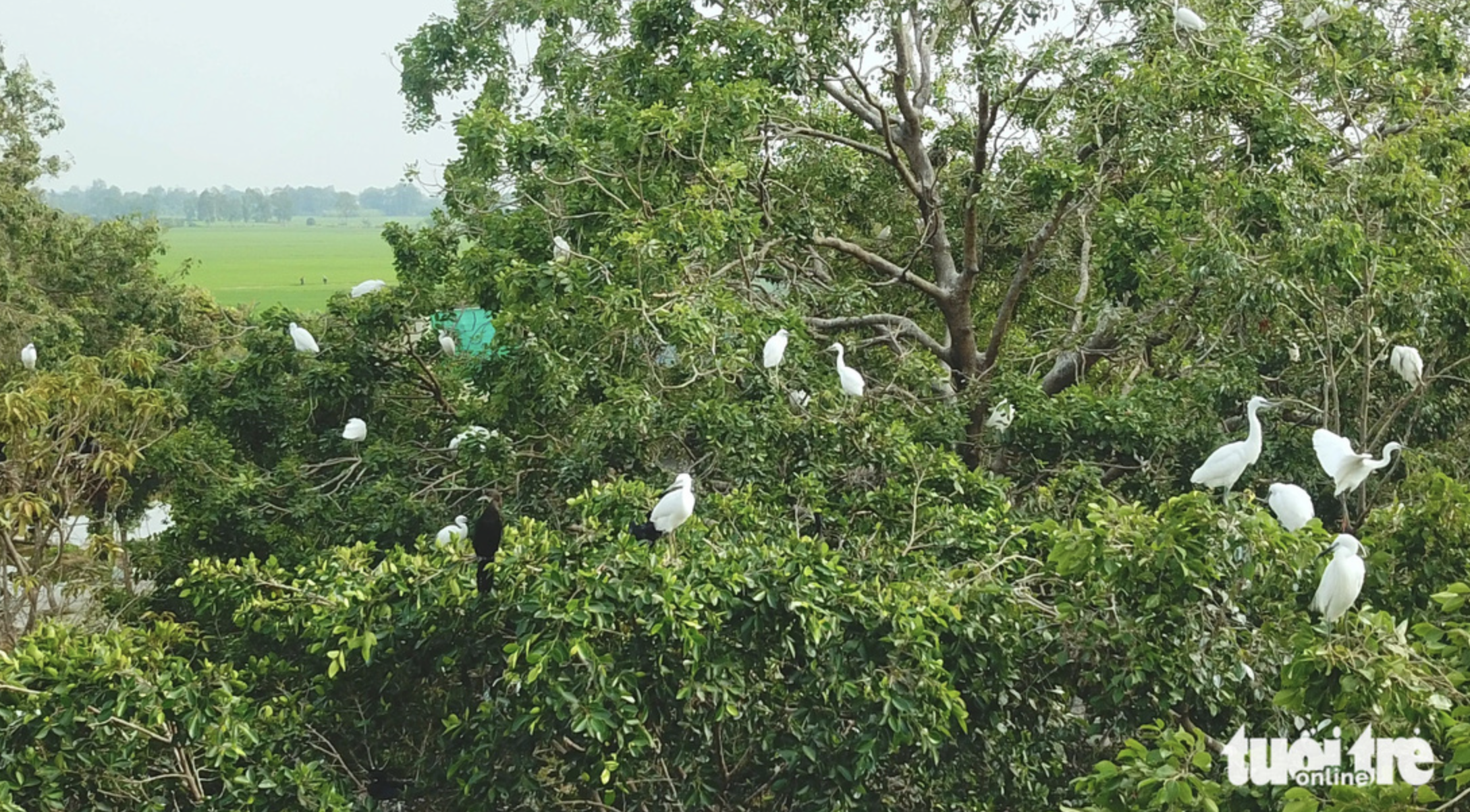 There are thousands of wild birds nesting in a garden along National Highway 91 in An Giang Province, southern Vietnam, according to a guardian of the garden. Photo: Ngoc Khai / Tuoi Tre