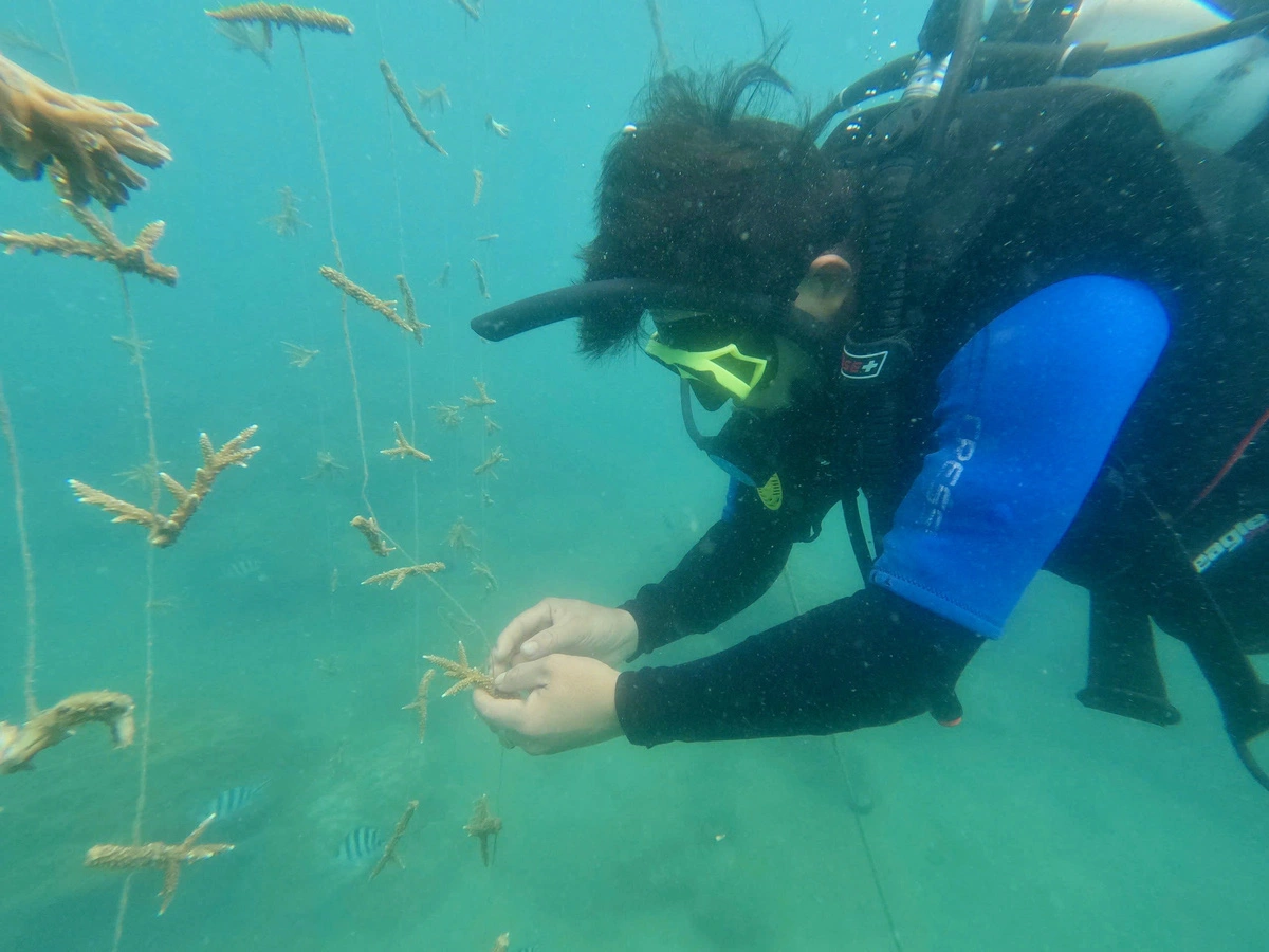 Coral branches with a length of five centimeters each are hung at the incubator. Photo: Xuan Vu / Tuoi Tre