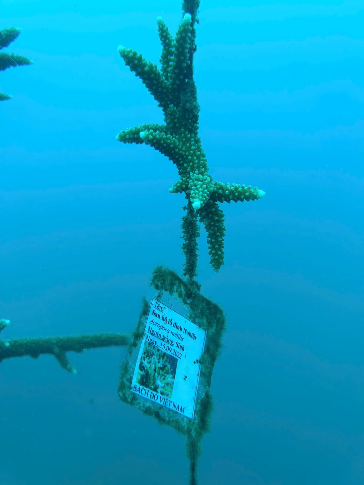 A brain coral branch which was planted in 2022. Photo: Xuan Vu / Tuoi Tre