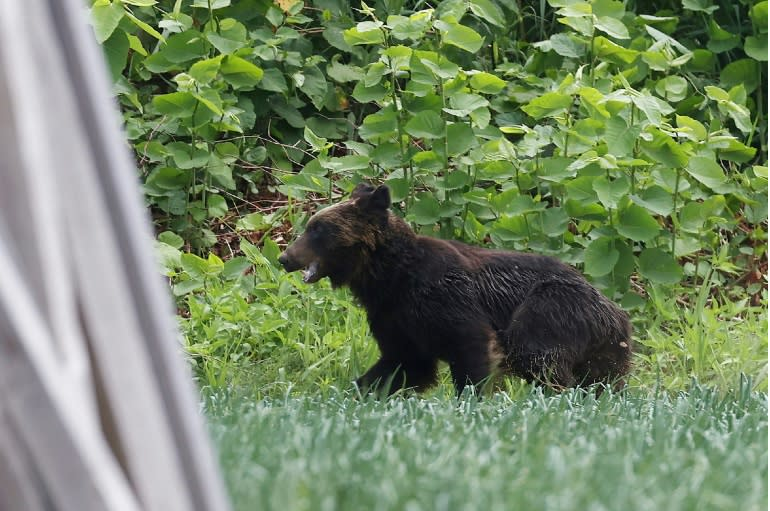 Japan enacts bill to allow shooting of urban bears- Ảnh 1.