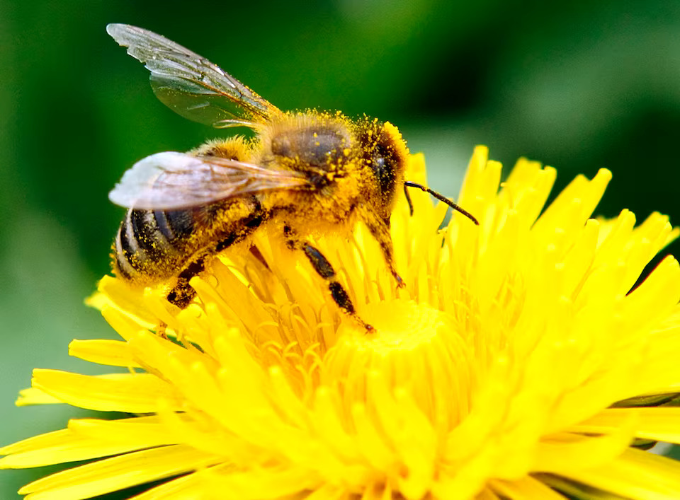 Mary Robinson used the plant as inspiration for Project Dandelion, an initiative uniting women in a push away from subsidies for fossil fuels to renewable energy. Photo: Reuters