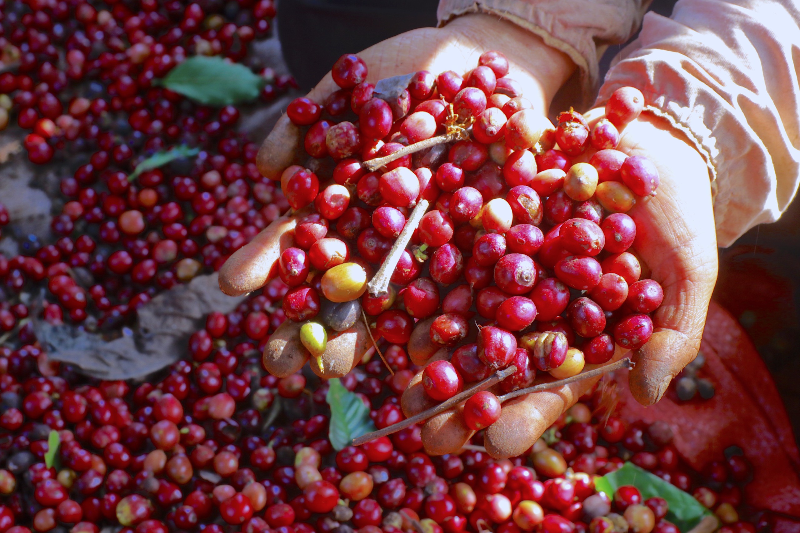 Asia coffee: Prices fall further in Vietnam, premiums rise in Indonesia- Ảnh 1.