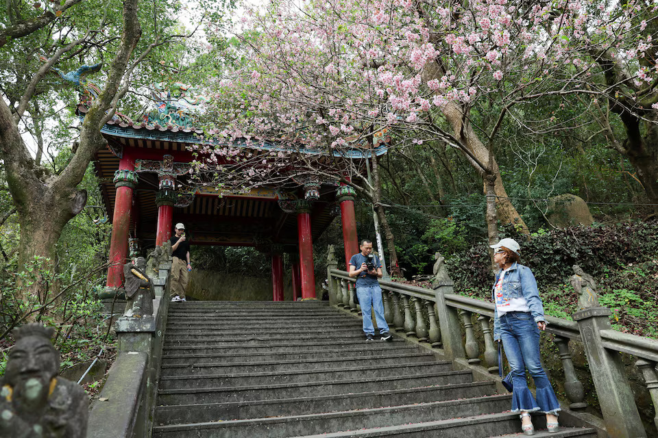 [6/6]A person poses for photos with cherry blossom in Taipei, Taiwan March 3, 2025. Photo: Reuters