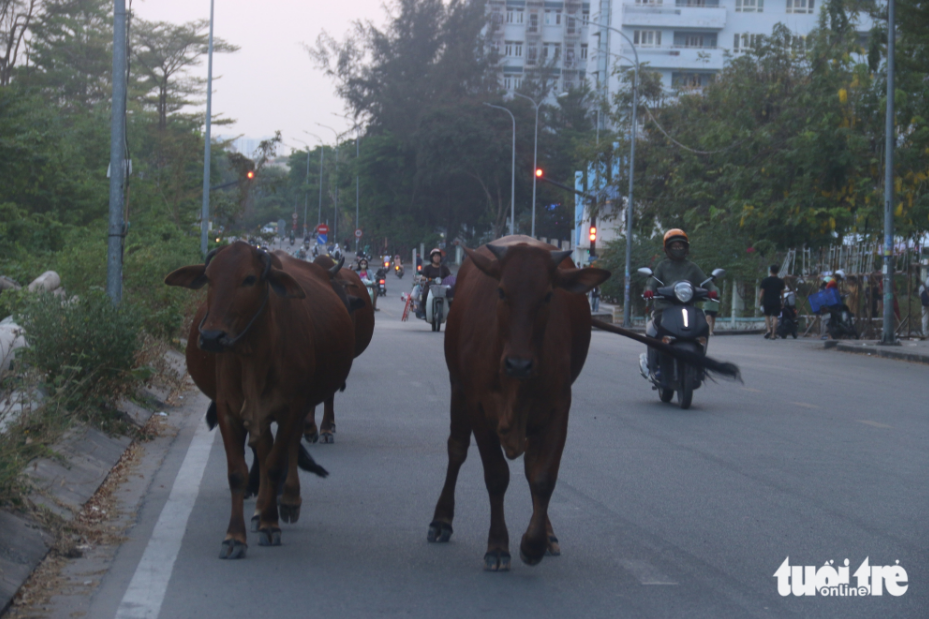 The cows walk in pairs, encroaching onto the roadbed, causing many vehicles to maintain a safe distance. Photo: Bui Nhi / Tuoi Tre