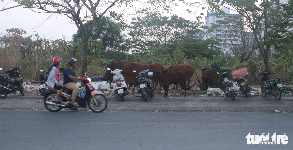 Some cows graze along a street and even scavenge through trash for food. Photo: Bui Nhi / Tuoi Tre