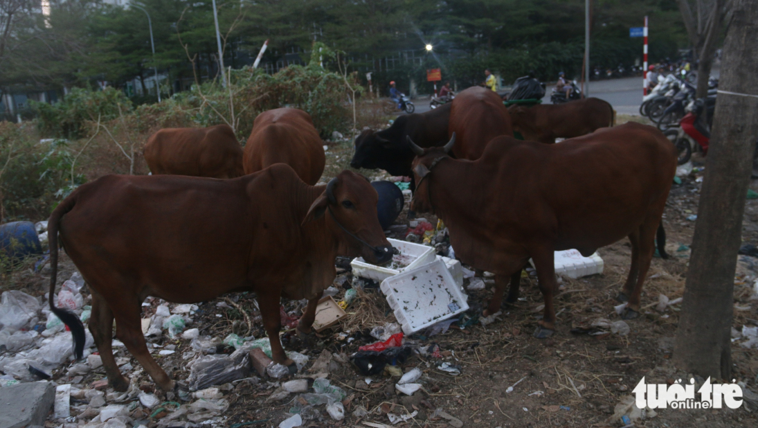 Cows make the area incredibly messy and disheveled. Photo: Bui Nhi / Tuoi Tre